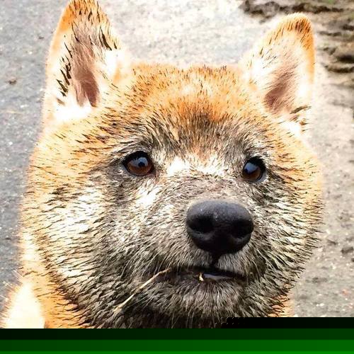 德甲高潮对决：多特在补时绝杀拜仁，积分榜格局变换，德甲冠军多特蒙德